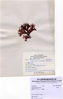 藏品(角叉菜)的圖片